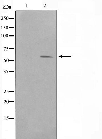 AF0733 staining NIH-3T3 by IF/ICC. The sample were fixed with PFA and permeabilized in 0.1% Triton X-100,then blocked in 10% serum for 45 minutes at 25¡ãC. The primary antibody was diluted at 1/200 and incubated with the sample for 1 hour at 37¡ãC. An  Alexa Fluor 594 conjugated goat anti-rabbit IgG (H+L) Ab, diluted at 1/600, was used as the secondary antibod
