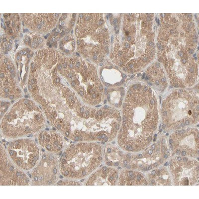 AF0217 at 1/100 staining human kidney tissue sections by IHC-P. The tissue was   formaldehyde fixed and a heat mediated antigen retrieval step in citrate buffer was   performed. The tissue was then blocked and incubated with the antibody for 1.5 hours at 22  ¡ãC. An HRP conjugated goat anti-rabbit antibody was used as the secondary
