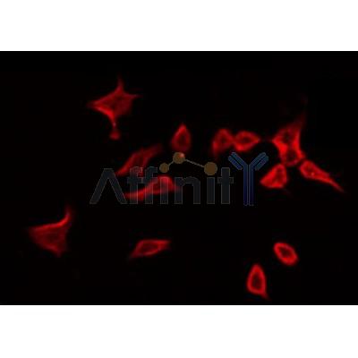 AF0217 staining 293 by IF/ICC. The sample were fixed with PFA and permeabilized in 0.1% Triton X-100,then blocked in 10% serum for 45 minutes at 25¡ãC. The primary antibody was diluted at 1/200 and incubated with the sample for 1 hour at 37¡ãC. An  Alexa Fluor 594 conjugated goat anti-rabbit IgG (H+L) Ab, diluted at 1/600, was used as the secondary antibod