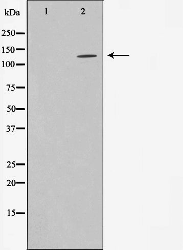 AF0585 staining HeLa  cells by IF/ICC. The sample were fixed with PFA and permeabilized in 0.1% Triton X-100,then blocked in 10% serum for 45 minutes at 25¡ãC. The primary antibody was diluted at 1/200 and incubated with the sample for 1 hour at 37¡ãC. An  Alexa Fluor 594 conjugated goat anti-rabbit IgG (H+L) antibody(Cat.