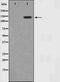 AF0594 staining NIH-3T3 by IF/ICC. The sample were fixed with PFA and permeabilized in 0.1% Triton X-100,then blocked in 10% serum for 45 minutes at 25¡ãC. The primary antibody was diluted at 1/200 and incubated with the sample for 1 hour at 37¡ãC. An  Alexa Fluor 594 conjugated goat anti-rabbit IgG (H+L) Ab, diluted at 1/600, was used as the secondary antibod