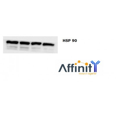 AF0774 staining NIH-3T3 by IF/ICC. The sample were fixed with PFA and permeabilized in 0.1% Triton X-100,then blocked in 10% serum for 45 minutes at 25¡ãC. The primary antibody was diluted at 1/200 and incubated with the sample for 1 hour at 37¡ãC. An  Alexa Fluor 594 conjugated goat anti-rabbit IgG (H+L) Ab, diluted at 1/600, was used as the secondary antibod