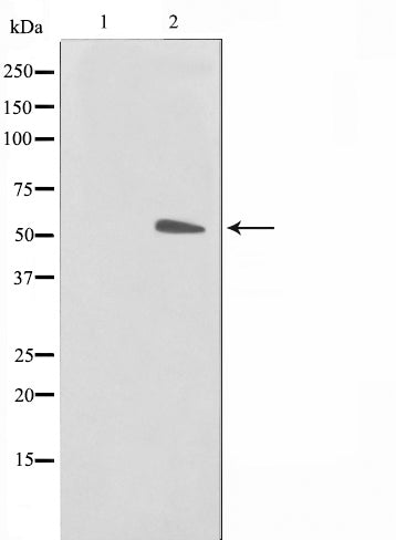 AF0790 staining COS7 by IF/ICC. The sample were fixed with PFA and permeabilized in 0.1% Triton X-100,then blocked in 10% serum for 45 minutes at 25¡ãC. The primary antibody was diluted at 1/200 and incubated with the sample for 1 hour at 37¡ãC. An  Alexa Fluor 594 conjugated goat anti-rabbit IgG (H+L) Ab, diluted at 1/600, was used as the secondary antibod