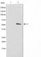AF0790 staining COS7 by IF/ICC. The sample were fixed with PFA and permeabilized in 0.1% Triton X-100,then blocked in 10% serum for 45 minutes at 25¡ãC. The primary antibody was diluted at 1/200 and incubated with the sample for 1 hour at 37¡ãC. An  Alexa Fluor 594 conjugated goat anti-rabbit IgG (H+L) Ab, diluted at 1/600, was used as the secondary antibod