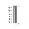 Western blot analysis of extracts of various tissue sample,using ki67 antibody.