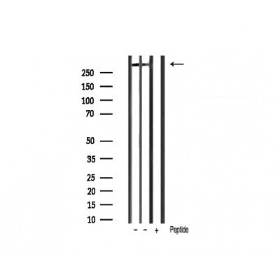 Western blot analysis of extracts of various tissue sample,using ki67 antibody.