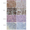Histological and immunohistochemistry analysis. *P<0.05, **P<0.01, ***P<0.001, ****P<0.0001.