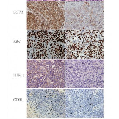 Histological and immunohistochemistry analysis. *P<0.05, **P<0.01, ***P<0.001, ****P<0.0001.