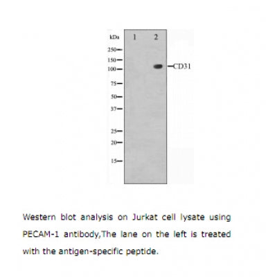 Western blot analysis on Jurkat cell lysate using PECAM-1 Antibody.The lane on the left is treated with the antigen-specific peptide.