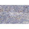 AF0679 at 1/100 staining human lymph node tissue sections by IHC-P. The tissue was formaldehyde fixed and a heat mediated antigen retrieval step in citrate buffer was performed. The tissue was then blocked and incubated with the antibody for 1.5 hours at 22¡ãC. An HRP conjugated goat anti-rabbit antibody was used as the secondary