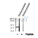 Western blot analysis of extracts from human prostate, using NKX3.1 Antibody.