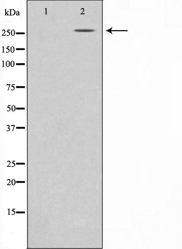 AF0674 at 1/100 staining human brain tissue sections by IHC-P. The tissue was formaldehyde fixed and a heat mediated antigen retrieval step in citrate buffer was performed. The tissue was then blocked and incubated with the antibody for 1.5 hours at 22¡ãC. An HRP conjugated goat anti-rabbit antibody was used as the secondary