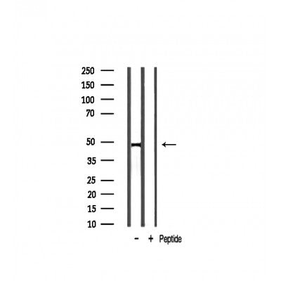 Western blot analysis on mouse brain lysate using TGF beta2 Antibody