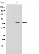 Western blot analysis on 293 cell lysate using THR1 Antibody