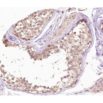 AF0277 at 1/100 staining human testis tissue sections by IHC-P. The tissue was formaldehyde fixed and a heat mediated antigen retrieval step in citrate buffer was performed. The tissue was then blocked and incubated with the antibody for 1.5 hours at 22¡ãC. An HRP conjugated goat anti-rabbit antibody was used as the secondary