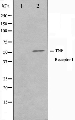 Western blot analysis of TNFR1 Antibody expression in A549 cells lysates.The lane on the left is treated with the antigen-specific peptide.