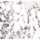 AF0219 at 1/100 staining human bone tissue sections by IHC-P. The tissue was   formaldehyde fixed and a heat mediated antigen retrieval step in citrate buffer was   performed. The tissue was then blocked and incubated with the antibody for 1.5 hours at 22  ¡ãC. An HRP conjugated goat anti-rabbit antibody was used as the secondary