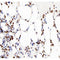 AF0219 at 1/100 staining human bone tissue sections by IHC-P. The tissue was   formaldehyde fixed and a heat mediated antigen retrieval step in citrate buffer was   performed. The tissue was then blocked and incubated with the antibody for 1.5 hours at 22  ¡ãC. An HRP conjugated goat anti-rabbit antibody was used as the secondary