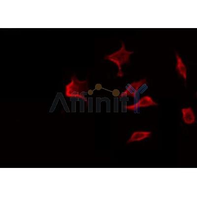 AF0219 staining NIH-3T3 by IF/ICC. The sample were fixed with PFA and permeabilized in 0.1% Triton X-100,then blocked in 10% serum for 45 minutes at 25¡ãC. The primary antibody was diluted at 1/200 and incubated with the sample for 1 hour at 37¡ãC. An  Alexa Fluor 594 conjugated goat anti-rabbit IgG (H+L) Ab, diluted at 1/600, was used as the secondary antibod