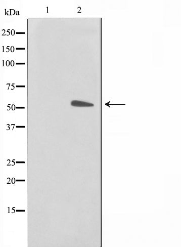 AF0524 staining NIH-3T3 by IF/ICC. The sample were fixed with PFA and permeabilized in 0.1% Triton X-100,then blocked in 10% serum for 45 minutes at 25¡ãC. The primary antibody was diluted at 1/200 and incubated with the sample for 1 hour at 37¡ãC. An  Alexa Fluor 594 conjugated goat anti-rabbit IgG (H+L) Ab, diluted at 1/600, was used as the secondary antibod