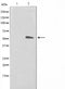 AF0524 staining NIH-3T3 by IF/ICC. The sample were fixed with PFA and permeabilized in 0.1% Triton X-100,then blocked in 10% serum for 45 minutes at 25¡ãC. The primary antibody was diluted at 1/200 and incubated with the sample for 1 hour at 37¡ãC. An  Alexa Fluor 594 conjugated goat anti-rabbit IgG (H+L) Ab, diluted at 1/600, was used as the secondary antibod