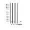 Western blot analysis of extracts from 293 and mouse lung, using Ubiquitin Antibody.