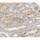 AF0290 at 1/100 staining human Kidney tissue sections by IHC-P. The tissue was formaldehyde fixed and a heat mediated antigen retrieval step in citrate buffer was performed. The tissue was then blocked and incubated with the antibody for 1.5 hours at 22¡ãC. An HRP conjugated goat anti-rabbit antibody was used as the secondary