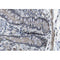 AF0301 at 1/100 staining human colon tissue sections by IHC-P. The tissue was formaldehyde fixed and a heat mediated antigen retrieval step in citrate buffer was performed. The tissue was then blocked and incubated with the antibody for 1.5 hours at 22¡ãC. An HRP conjugated goat anti-rabbit antibody was used as the secondary
