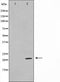 AF0703 staining Hela by IF/ICC. The sample were fixed with PFA and permeabilized in 0.1% Triton X-100,then blocked in 10% serum for 45 minutes at 25¡ãC. The primary antibody was diluted at 1/200 and incubated with the sample for 1 hour at 37¡ãC. An  Alexa Fluor 594 conjugated goat anti-rabbit IgG (H+L) Ab, diluted at 1/600, was used as the secondary antibod