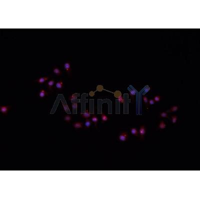 AF0331 staining A549 cells by IF/ICC. The sample were fixed with PFA and permeabilized in 0.1% Triton X-100,then blocked in 10% serum for 45 minutes at 25¡ãC. The primary antibody was diluted at 1/200 and incubated with the sample for 1 hour at 37¡ãC. An  Alexa Fluor 594 conjugated goat anti-rabbit IgG (H+L) antibody(Cat.# S0006), diluted at 1/600, was used as secondary antibod