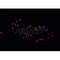 AF0331 staining A549 cells by IF/ICC. The sample were fixed with PFA and permeabilized in 0.1% Triton X-100,then blocked in 10% serum for 45 minutes at 25¡ãC. The primary antibody was diluted at 1/200 and incubated with the sample for 1 hour at 37¡ãC. An  Alexa Fluor 594 conjugated goat anti-rabbit IgG (H+L) antibody(Cat.# S0006), diluted at 1/600, was used as secondary antibod