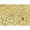 AF0331 at 1/100 staining Mouse spleen tissue by IHC-P. The sample was formaldehyde fixed and a heat mediated antigen retrieval step in citrate buffer was performed. The sample was then blocked and incubated with the antibody for 1.5 hours at 22¡ãC. An HRP conjugated goat anti-rabbit antibody was used as the secondary