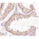 AF0377 at 1/100 staining human testis tissue sections by IHC-P. The tissue was formaldehyde fixed and a heat mediated antigen retrieval step in citrate buffer was performed. The tissue was then blocked and incubated with the antibody for 1.5 hours at 22¡ãC. An HRP conjugated goat anti-rabbit antibody was used as the secondary