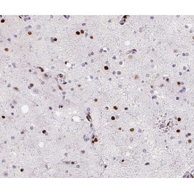 AF0336 at 1/100 staining human brain tissue sections by IHC-P. The tissue was formaldehyde fixed and a heat mediated antigen retrieval step in citrate buffer was performed. The tissue was then blocked and incubated with the antibody for 1.5 hours at 22¡ãC. An HRP conjugated goat anti-rabbit antibody was used as the secondary