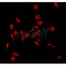 AF0497 staining Hela by IF/ICC. The sample were fixed with PFA and permeabilized in 0.1% Triton X-100,then blocked in 10% serum for 45 minutes at 25¡ãC. The primary antibody was diluted at 1/200 and incubated with the sample for 1 hour at 37¡ãC. An  Alexa Fluor 594 conjugated goat anti-rabbit IgG (H+L) Ab, diluted at 1/600, was used as the secondary antibod