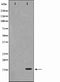 AF0748 staining RAW264.7 by IF/ICC. The sample were fixed with PFA and permeabilized in 0.1% Triton X-100,then blocked in 10% serum for 45 minutes at 25¡ãC. The primary antibody was diluted at 1/200 and incubated with the sample for 1 hour at 37¡ãC. An  Alexa Fluor 594 conjugated goat anti-rabbit IgG (H+L) Ab, diluted at 1/600, was used as the secondary antibod