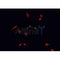 AF0456 staining K562  cells by IF/ICC. The sample were fixed with PFA and permeabilized in 0.1% Triton X-100,then blocked in 10% serum for 45 minutes at 25¡ãC. The primary antibody was diluted at 1/200 and incubated with the sample for 1 hour at 37¡ãC. An  Alexa Fluor 594 conjugated goat anti-rabbit IgG (H+L) antibody(Cat.