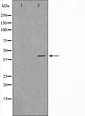 Western blot analysis on HuvEc cell lysate using Maf Antibody,The lane on the left is treated with the antigen-specific peptide.