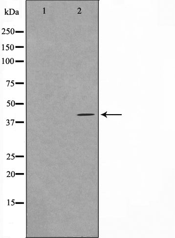 Western blot analysis on HuvEc cell lysate using Maf Antibody,The lane on the left is treated with the antigen-specific peptide.