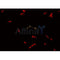 AF0426 staining NCI-H929  cells by IF/ICC. The sample were fixed with PFA and permeabilized in 0.1% Triton X-100,then blocked in 10% serum for 45 minutes at 25¡ãC. The primary antibody was diluted at 1/200 and incubated with the sample for 1 hour at 37¡ãC. An  Alexa Fluor 594 conjugated goat anti-rabbit IgG (H+L) antibody(Cat.