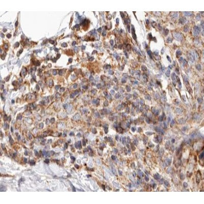 Western blot analysis of extracts from HepG2, rat heart, using BCAR3 Antibody.