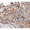 Western blot analysis of extracts from HepG2, rat heart, using BCAR3 Antibody.
