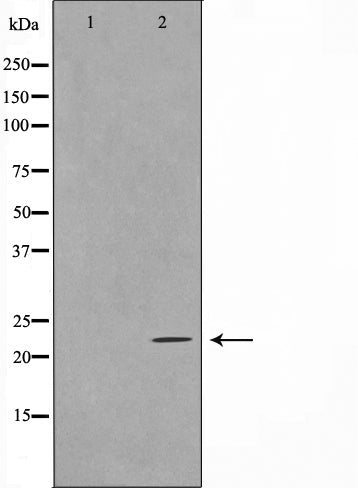 Western blot analysis on HeLa cell lysate using TALL-2 Antibody,The lane on the left is treated with the antigen-specific peptide.