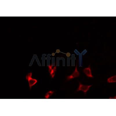 AF0500 staining HeLa by IF/ICC. The sample were fixed with PFA and permeabilized in 0.1% Triton X-100,then blocked in 10% serum for 45 minutes at 25¡ãC. The primary antibody was diluted at 1/200 and incubated with the sample for 1 hour at 37¡ãC. An  Alexa Fluor 594 conjugated goat anti-rabbit IgG (H+L) Ab, diluted at 1/600, was used as the secondary antibod