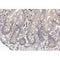 AF0350 at 1/100 staining human colon tissue sections by IHC-P. The tissue was formaldehyde fixed and a heat mediated antigen retrieval step in citrate buffer was performed. The tissue was then blocked and incubated with the antibody for 1.5 hours at 22¡ãC. An HRP conjugated goat anti-rabbit antibody was used as the secondary