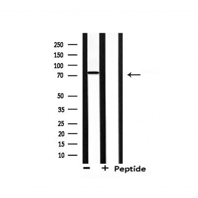 Western blot analysis of extracts from 293, using NEDD8 Antibody.