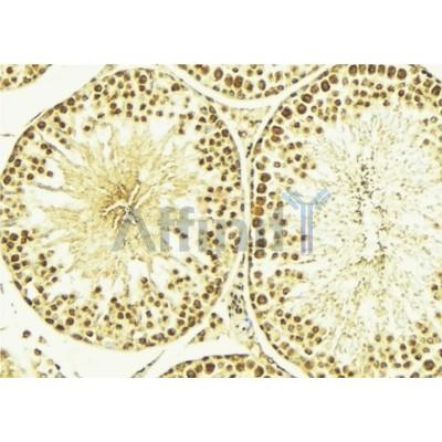 AF0271 at 1/100 staining Mouse testis tissue by IHC-P. The sample was formaldehyde fixed and a heat mediated antigen retrieval step in citrate buffer was performed. The sample was then blocked and incubated with the antibody for 1.5 hours at 22¡ãC. An HRP conjugated goat anti-rabbit antibody was used as the secondary
