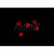 AF0271 staining COS7 by IF/ICC. The sample were fixed with PFA and permeabilized in 0.1% Triton X-100,then blocked in 10% serum for 45 minutes at 25¡ãC. The primary antibody was diluted at 1/200 and incubated with the sample for 1 hour at 37¡ãC. An  Alexa Fluor 594 conjugated goat anti-rabbit IgG (H+L) Ab, diluted at 1/600, was used as the secondary antibod