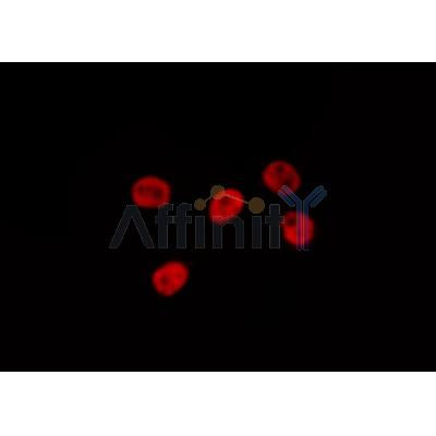 AF0271 staining COS7 by IF/ICC. The sample were fixed with PFA and permeabilized in 0.1% Triton X-100,then blocked in 10% serum for 45 minutes at 25¡ãC. The primary antibody was diluted at 1/200 and incubated with the sample for 1 hour at 37¡ãC. An  Alexa Fluor 594 conjugated goat anti-rabbit IgG (H+L) Ab, diluted at 1/600, was used as the secondary antibod