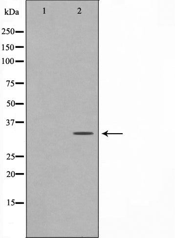 AF0753 staining HeLa by IF/ICC. The sample were fixed with PFA and permeabilized in 0.1% Triton X-100,then blocked in 10% serum for 45 minutes at 25¡ãC. The primary antibody was diluted at 1/200 and incubated with the sample for 1 hour at 37¡ãC. An  Alexa Fluor 594 conjugated goat anti-rabbit IgG (H+L) Ab, diluted at 1/600, was used as the secondary antibod